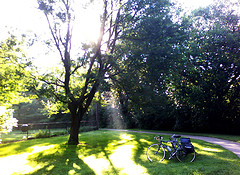 Sunbeams stream through the leaves of a large tree, beneath which is a bicycle.