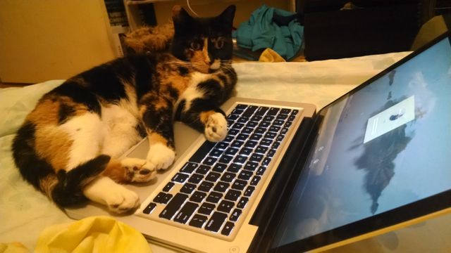 A calico cat sits on a laptop keyboard. The laptop is, luckily, displaying a login password prompt instead of important controls.